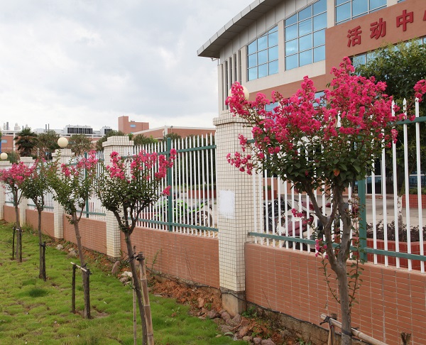 深聯(lián)軟板廠的紫薇花開得正美，等你來